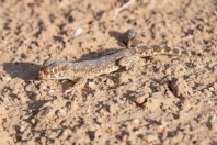 Stenodactylus sthenodactylus, Havat MaShash