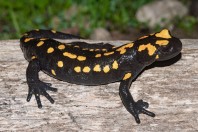 Salamandra infraimmaculata, Haifa