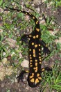 Salamandra infraimmaculata, Haifa