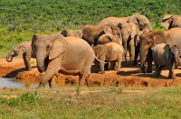 Loxodonta africana