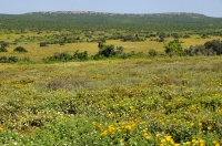 Addo Elephant National Park