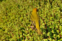 Ploceus capensis, Addo NP