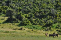 Addo Elephant National Park