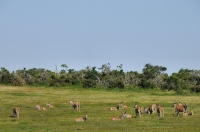 Taurotragus oryx, Addo NP