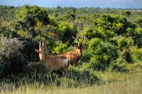 Alcelaphus caama, Addo NP