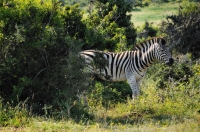 Equus quagga burchellii, Addo