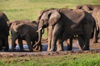 Loxodonta africana