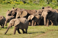 Loxodonta africana