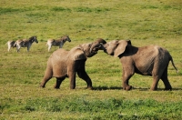 Loxodonta africana