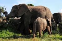 Loxodonta africana