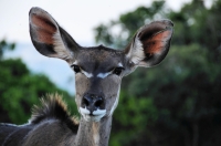 Tragelaphus strepsiceros, Addo NP