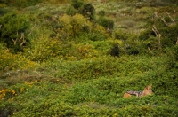 Canis mesomelas, Addo NP