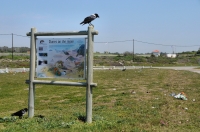 Corvus albicollis, Port Elizabeth