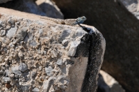 Agama sp., Port Elizabeth