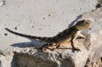 Agama sp., Port Elizabeth