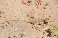 Agama sp., Port Elizabeth