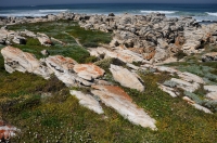 Indian Ocean coast, near Port Elizabeth