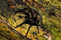 Spider, Tsitsikamma NP