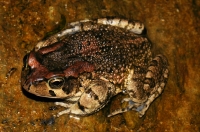 Vandijkophrynus cf. gariepensis, Tsitsikamma NP