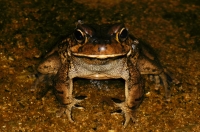 Vandijkophrynus cf. gariepensis, Tsitsikamma NP