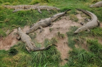 Crocodylus niloticus, Plattenberg Bay Reserve