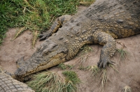 Crocodylus niloticus, Plattenberg Bay Reserve