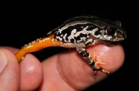 Semnodactylus wealii, Swellendam