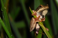 Hyperolius sp., Swellendam