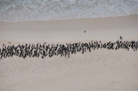 A birds, Cape of Good Hope