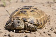 Testudo horsfieldi, Bazoy