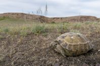 Testudo horsfieldi, Kurty