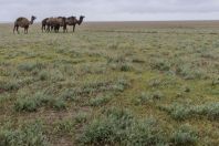 Camelus dromedarius