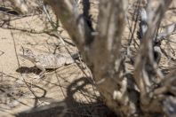 Phrynocephalus mystaceus, Singing dunes, Altyn Emel National Park