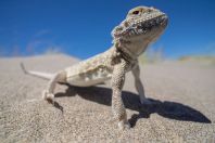 Phrynocephalus mystaceus, Singing dunes, Altyn Emel National Park