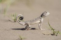 Phrynocephalus mystaceus, Singing dunes, Altyn Emel National Park