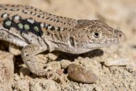 Eremias multiocellata, Altyn Emel National Park