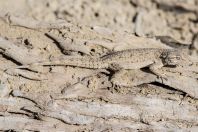 Mediodactylus russowii, Altyn Emel National Park