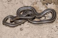 Psammophis lineolatus, between Masadan and Boston