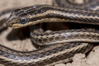 Psammophis lineolatus, between Masadan and Boston