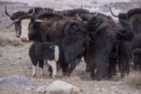 Yaks, Kara-Kavak