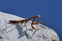 Mantis sp., Tigaki