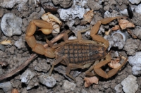 Štír Mesobuthus gibbosus