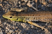 Ophisops elegans