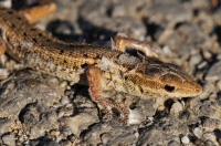 Ophisops elegans, Lagoudi