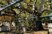 Hippocrates tree, Kos