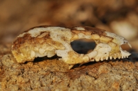 Pseudopus apodus cranium, Kos