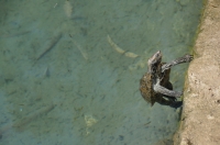 Mauremys rivulata