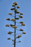 Kvetoucí Agave