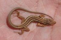 Juvenilní Ophisops elegans