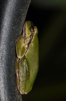 Hyla orientalis, Tigaki